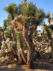 Yucca brevifolia