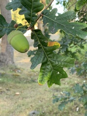 Neuroterus anthracinus