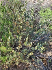 Simmondsia chinensis