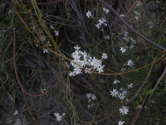 Olearia