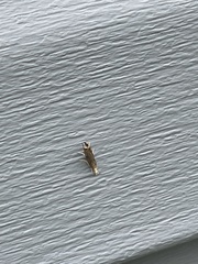 Parapediasia teterrellus