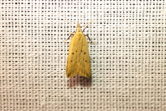 Dichomeris limosellus