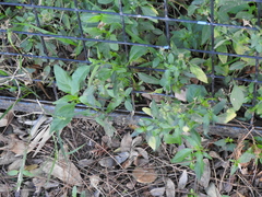 Dicliptera squarrosa