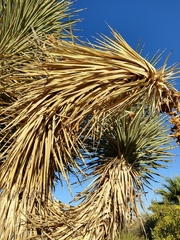 Yucca brevifolia