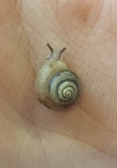 Praticolella mexicana