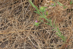Epilobium densiflorum
