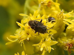 Plagiognathus obscurus