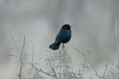 Chrysomus ruficapillus