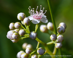 Spiraea alba