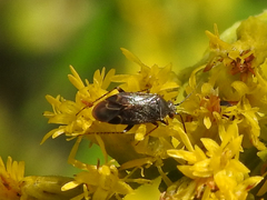 Plagiognathus obscurus