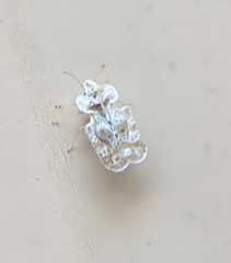 Corythucha marmorata