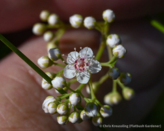 Spiraea alba