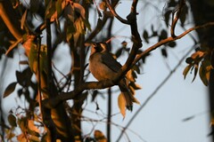 Saltator aurantiirostris