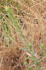 Epilobium densiflorum