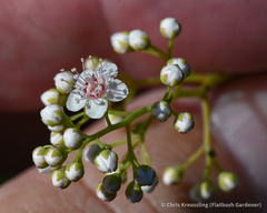 Spiraea alba