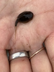 Lepidurus arcticus
