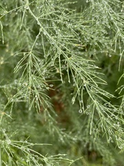 Asparagus officinalis