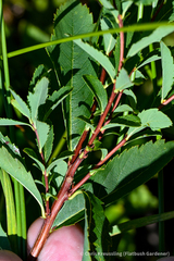 Spiraea alba