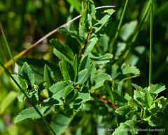 Spiraea alba