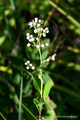 Spiraea alba