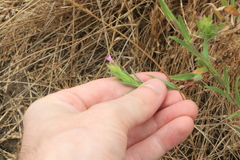Epilobium densiflorum