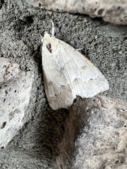 Acronicta innotata