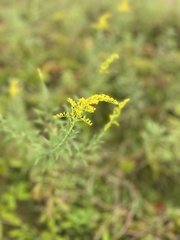 Solidago