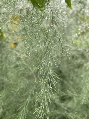Asparagus officinalis