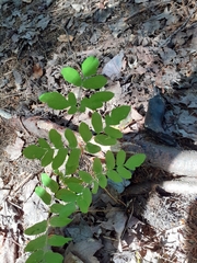 Osmunda spectabilis