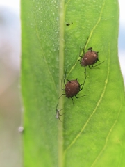 Aphis
