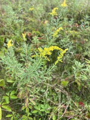 Solidago