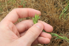 Epilobium densiflorum