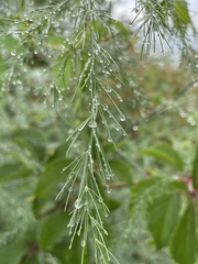 Asparagus officinalis