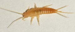 Coletinia