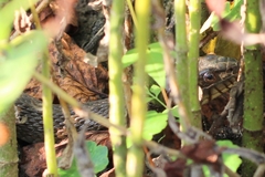 Nerodia sipedon sipedon