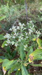 Pseudognaphalium obtusifolium