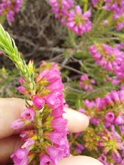 Erica abietina constantiana