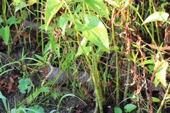 Nerodia sipedon sipedon