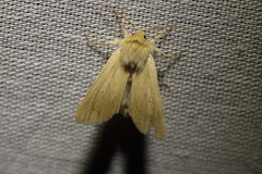 Mythimna