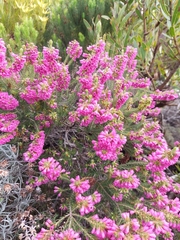 Erica abietina constantiana