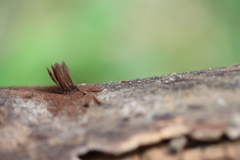 Stemonitis flavogenita