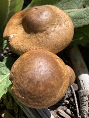 Gymnopilus ventricosus
