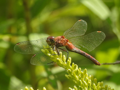 Sympetrum rubicundulum
