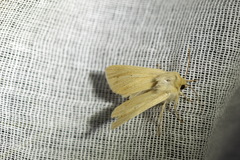 Mythimna