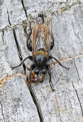 Laphria flava