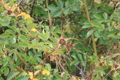 Rosa rubiginosa