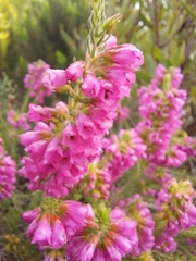 Erica abietina constantiana