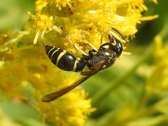 Ancistrocerus adiabatus