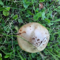 Amanita amerirubescens