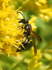 Ancistrocerus adiabatus